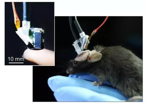 超快光纖激光助力微型雙光子顯微成像系統(tǒng)研究 超快光纖激光助力微型雙光子顯微成像系統(tǒng)研究