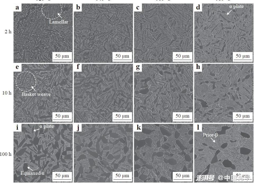圖4 雙相區(qū)固溶時(shí)效（α+β STA）處理固溶溫度與時(shí)間對(duì)初生α相組織特征的影響。