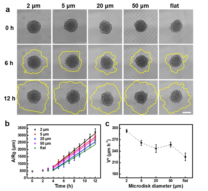 理化所在飛秒激光無掩膜光刻拓?fù)浣Y(jié)構(gòu)及細(xì)胞球浸潤(rùn)機(jī)制方面取得新進(jìn)展