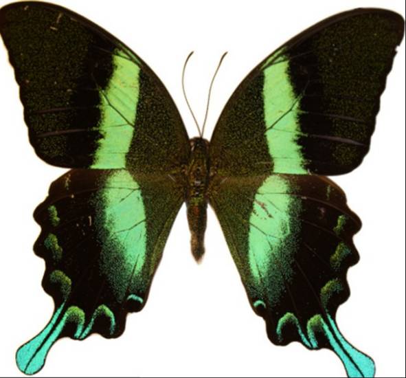 蝴蝶向潛在交配對象呈現(xiàn)一種顏色，向捕食者則呈現(xiàn)另一種顏色