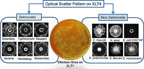 得益于新開發(fā)的激光傳感器，沙門氏菌檢測變得更加簡單